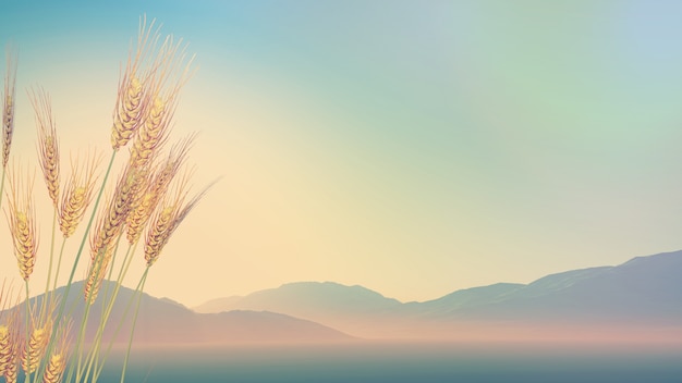 雨燕自动档变速箱润滑油多少公里更换